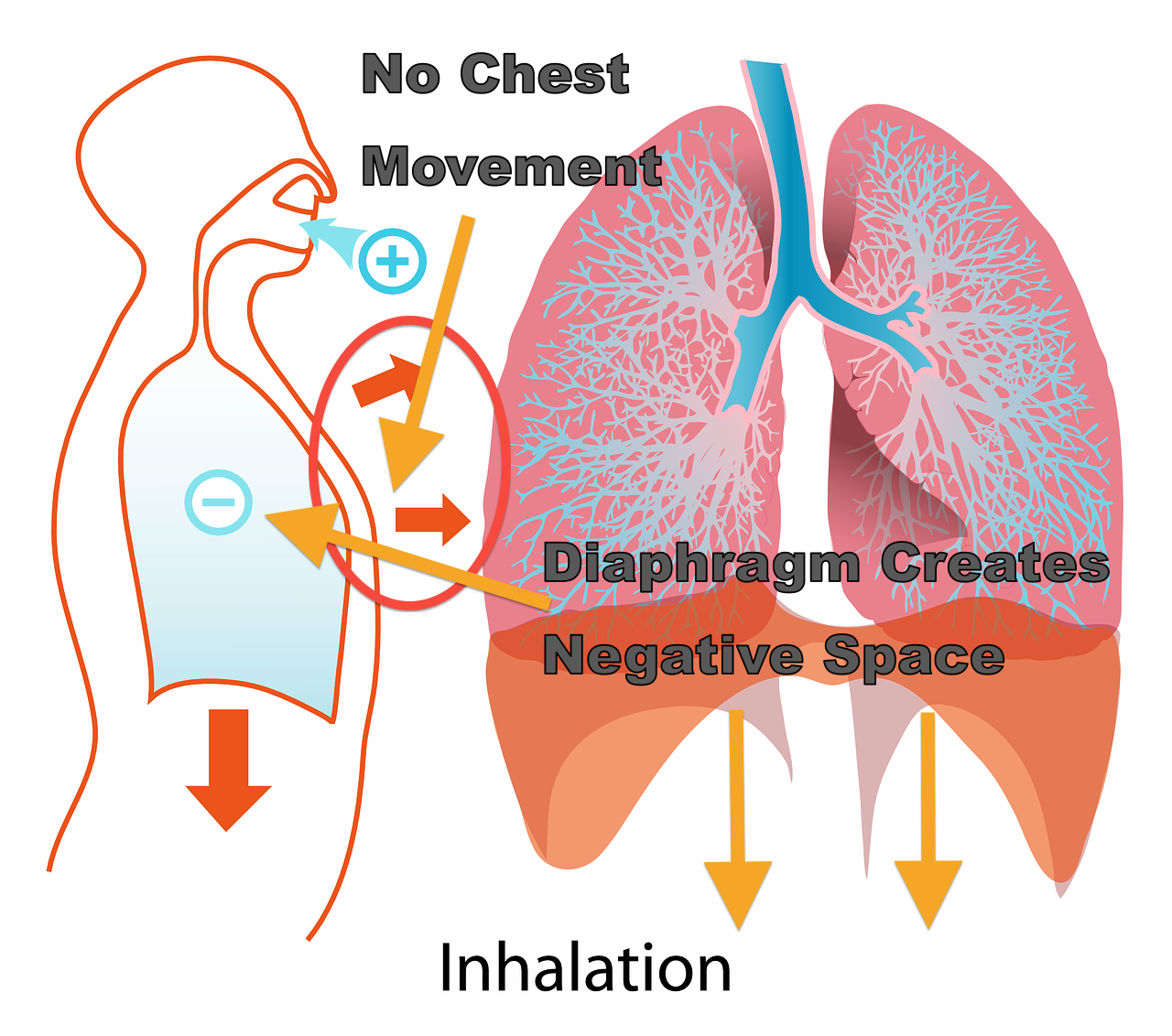 Breathing Exercises for Voice--Inhalation